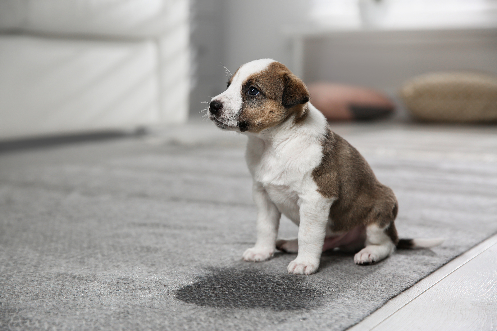 A puppy sitting next to a wet spot on a gray carpet