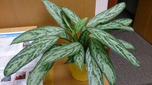 Chinese Evergreen plant improve indoor air quality