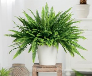 Boston fern plant improve indoor air quality