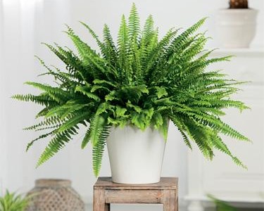 Boston fern plant