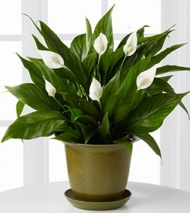 Peace Lily plant