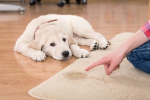 Guilty golden retriever puppy pet stain, how to clean dog pee out of carpet