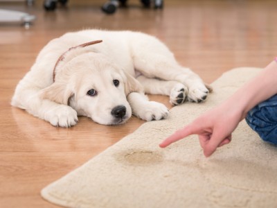 Guilty golden retriever puppy pet stain, how to clean dog pee out of carpet