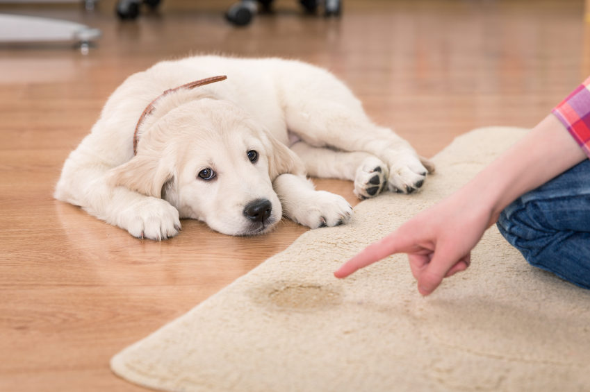 Protect Your Floors and Your Pooch with a Pet Friendly Rug