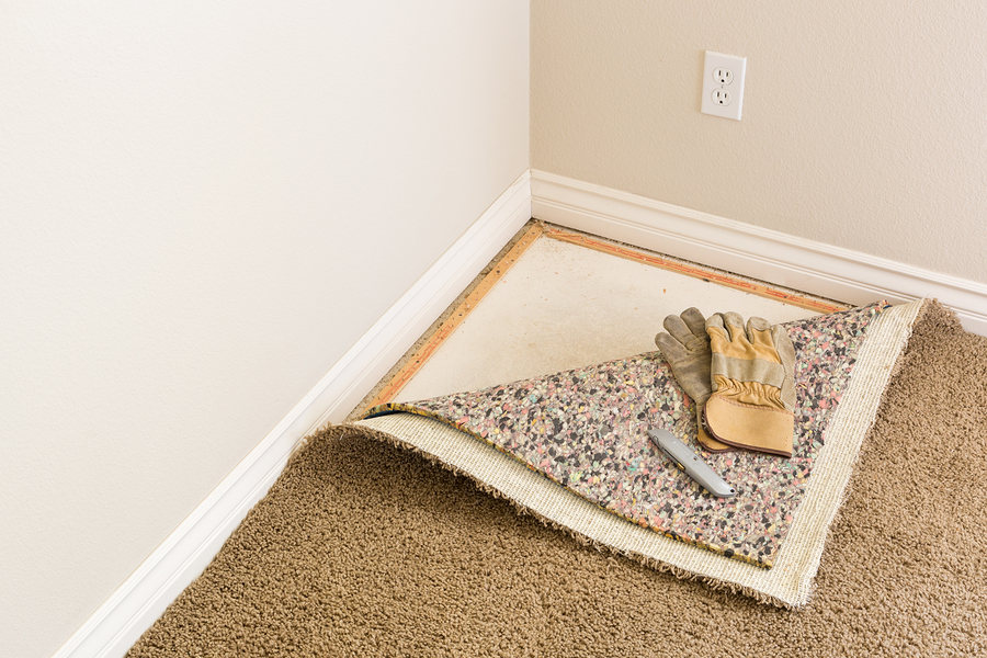 How to Get Mold Out of Your Carpet E&B Carpet Cleaning