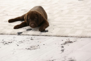 muddy paws