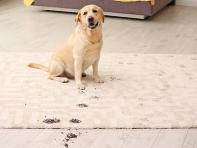 how to get mud stains out of carpet